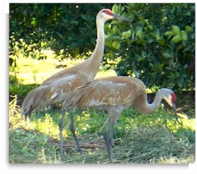 Sandhill cranes and other birds visit the pond at Rasayana Cove Ayurvedic Retreat.
